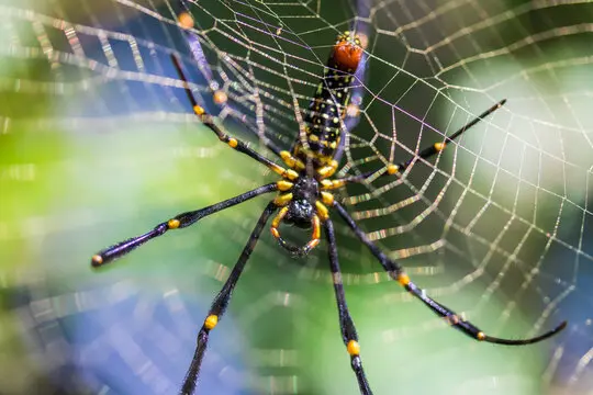 golden orb weaver silk on her webb