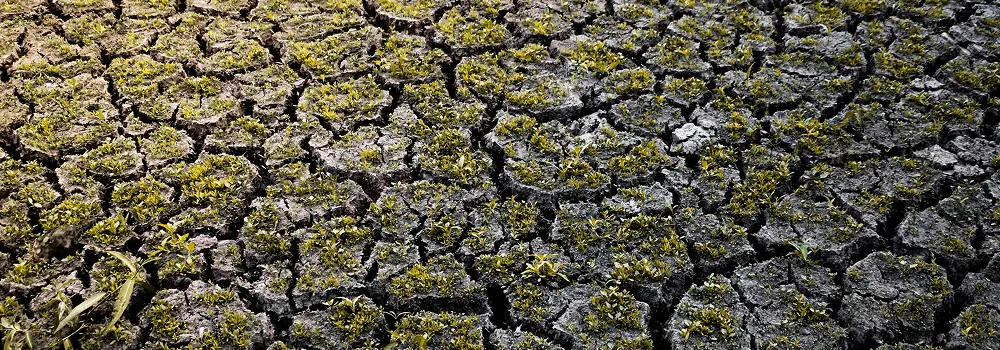 yellowing grass and dry cracked soil