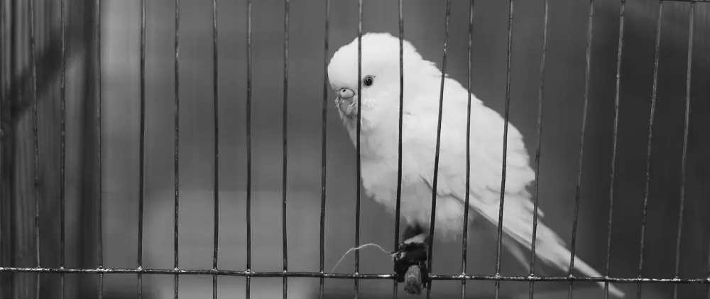 Exotic bird perched inside a cage