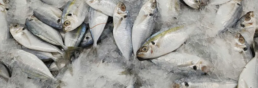 Fresh fish displayed on ice in a supermarket seafood section
