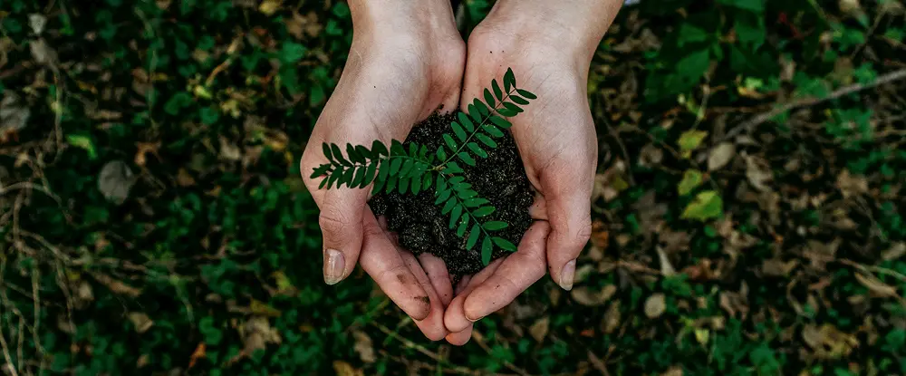 Two hands gently holding a small green plant growing in soil symbolizing sustainability and environmental care