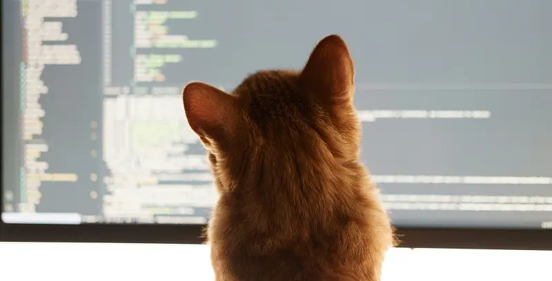 A ginger cat viewed from behind, sitting in front of a monitor displaying lines of code
