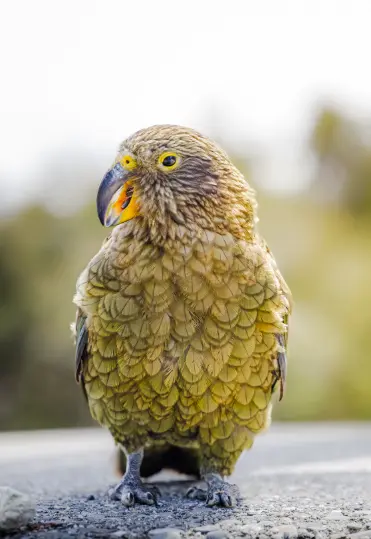 The very intelligent Kea bird, lives in New Zealand and uses tools 