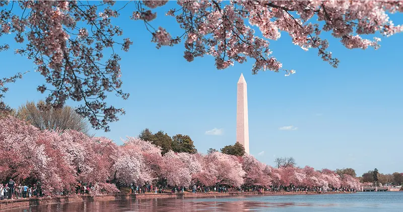 The white obelisk of the Washington Monument stands tall behind branches of pink cherry blossoms against a bright blue sky